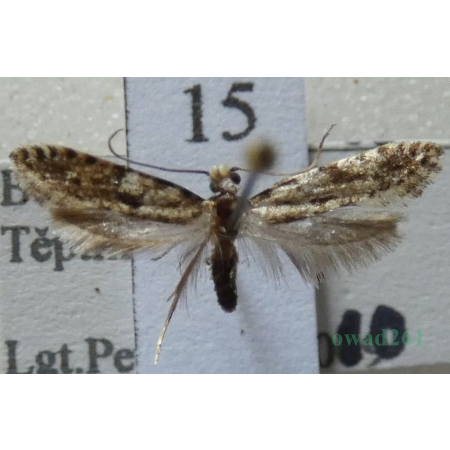 Nemapogon cloacella (Haworth, 1828) Czech15